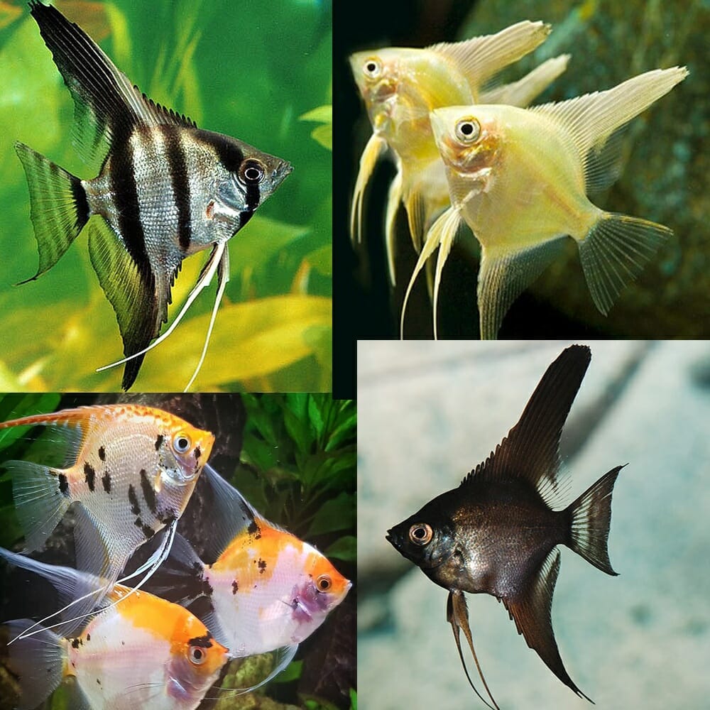 Angelfish-Assorted-Small