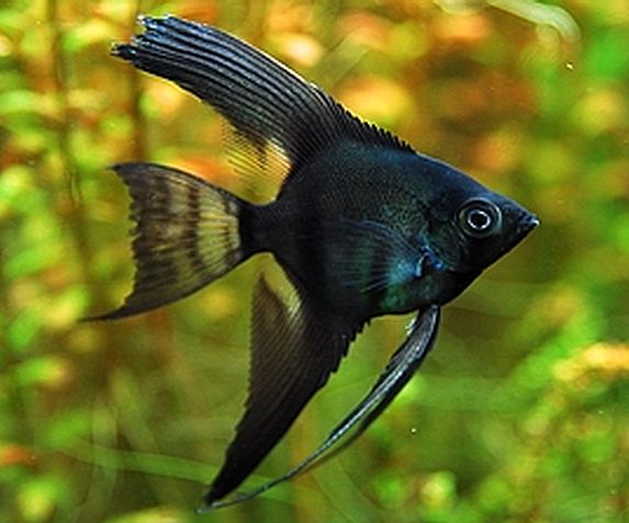 Angelfish_Black_Lace_Angelfish