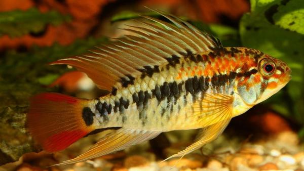 Apistogramma-macmasteri-Male-16-9-1024x576_grande