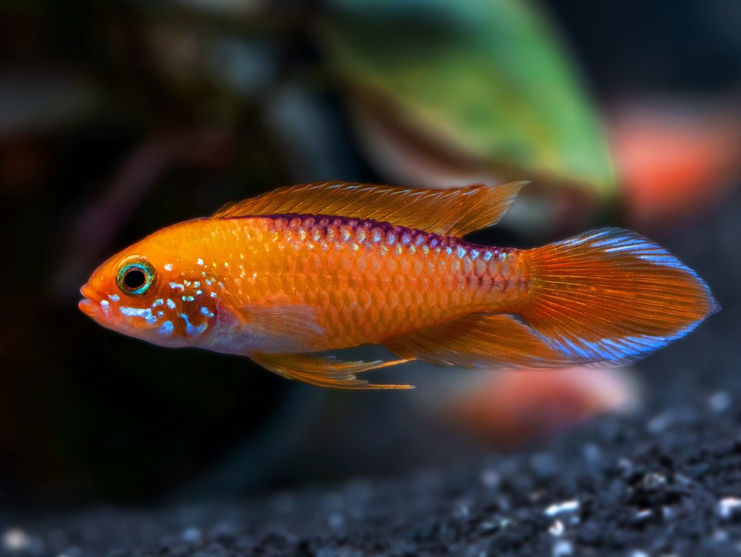 Apistogramma_agassizii_Fire_Red_male