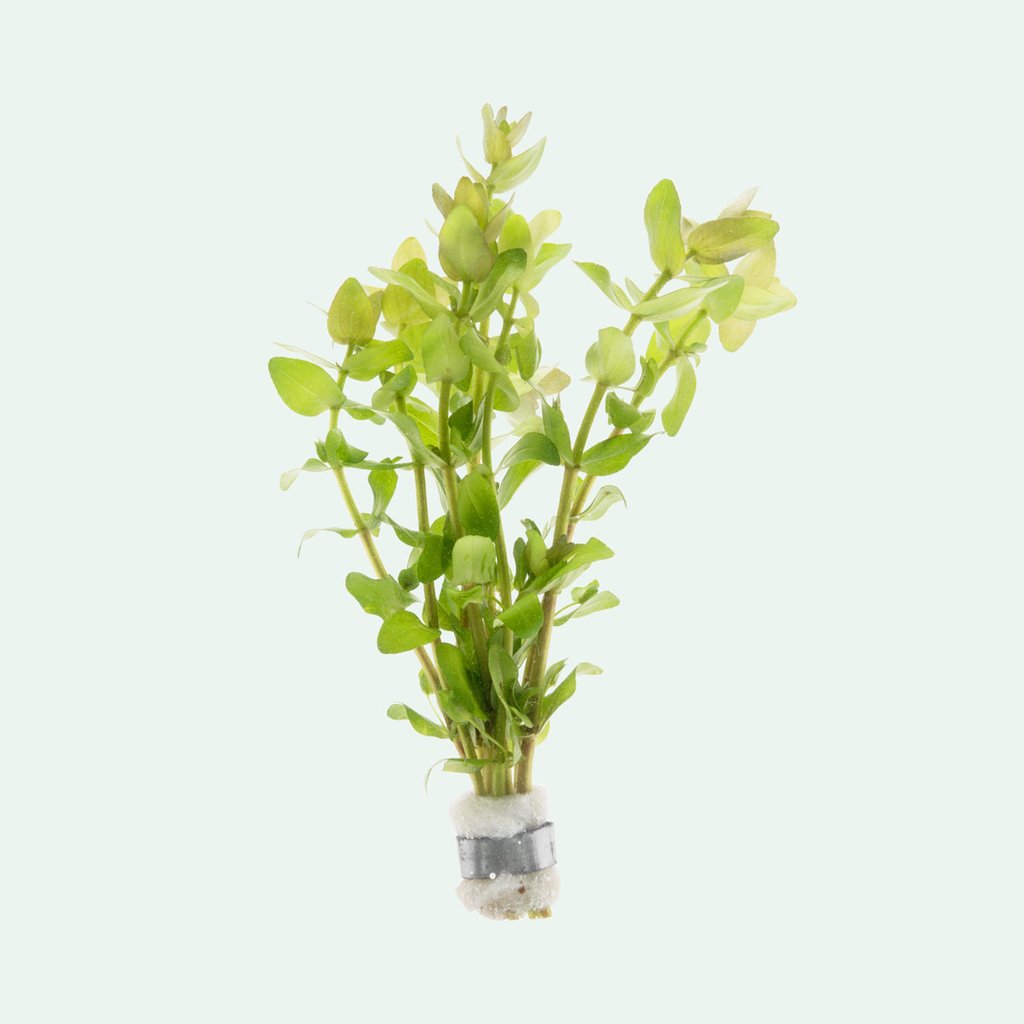 Bacopa-Amplexicaulis_1024x1024