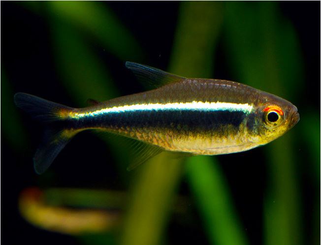 Black-Neon-Tropical-Tetra