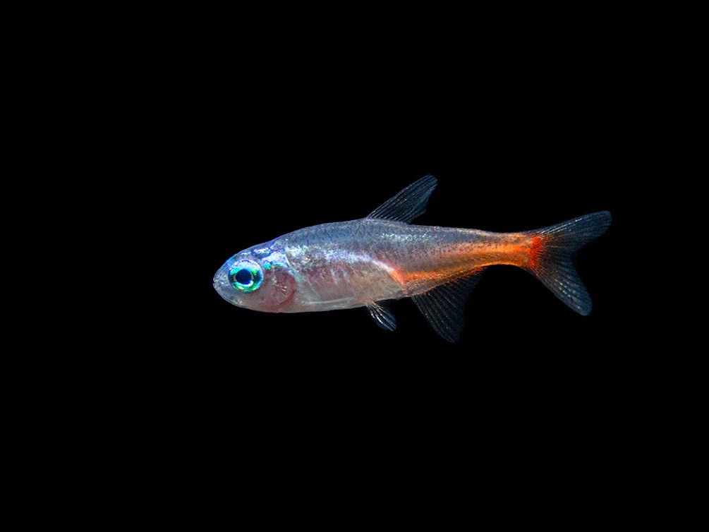 Blue-Diamond-Neon-Tetra-NEW-Small-9_1024x1024