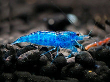 Blue-Velvet-Shrimp