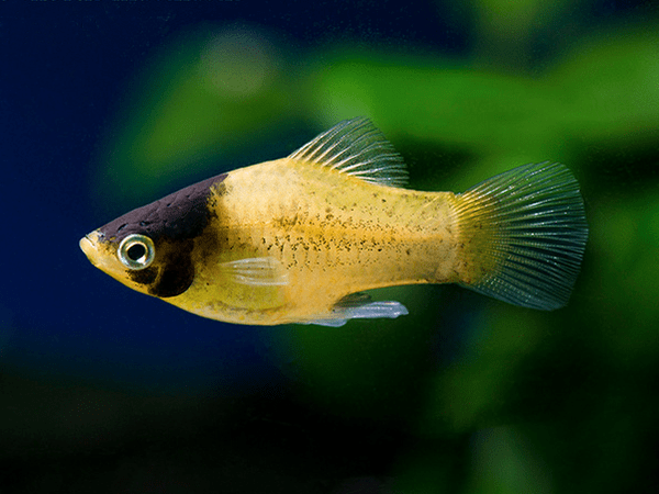 Bumblebee-Platy