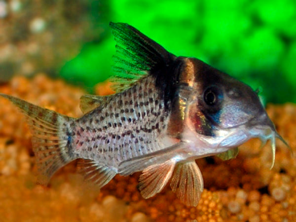 Corydoras-melanistius