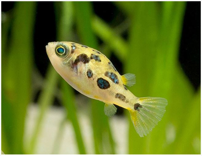 Dwarf-Pea-Puffer-2