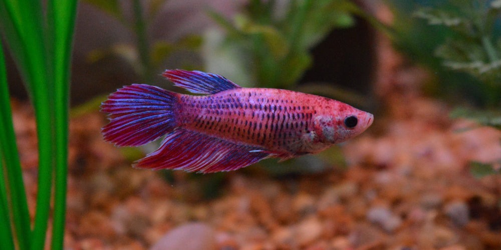 Female-Veiltail-Betta