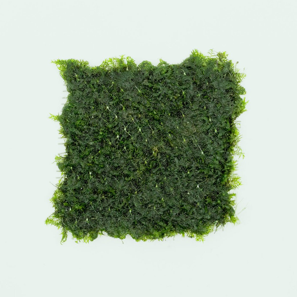 Fissidens-Fontanus-Aquatic-Moss_1024x1024