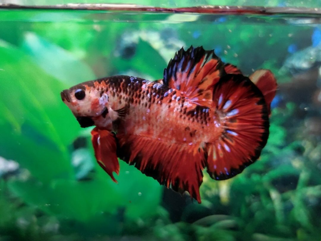 Giant-Fire-KOI-HMPK-male-betta-1010-4-mo-nice-form