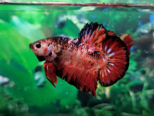 Giant-Fire-KOI-HMPK-male-betta-1010-4-mo-nice-form