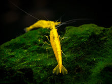 Golden-Back-Yellow-Shrimp-11_1024x1024