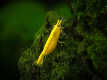 Golden-Back-Yellow-Shrimp-8_1024x1024