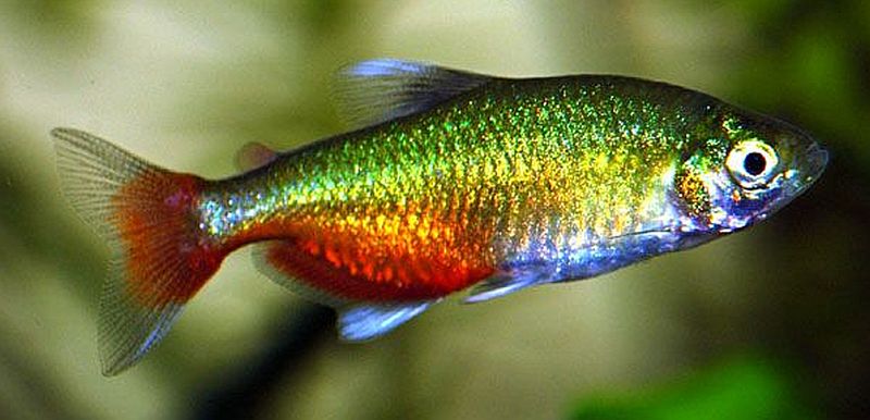 Green-Fire-Tetra-Aphyocharax-rathbuni