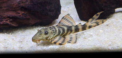 L226IquitosTigerPleco_Panaqoluschangae_2_1024x1024