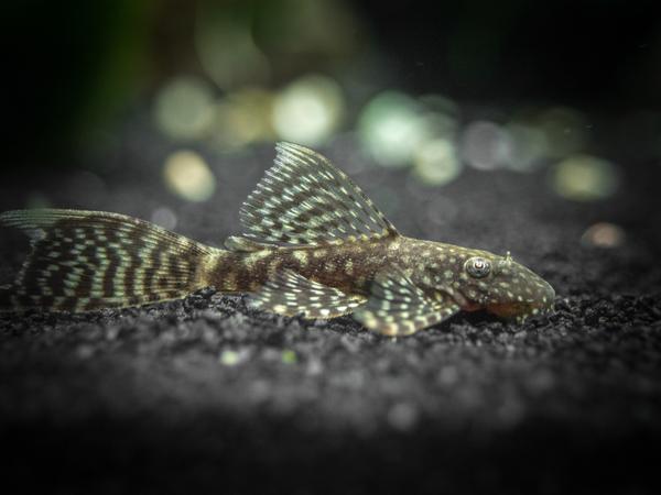 Longfin-Bristlenose-Pleco-Juv.-2_grande