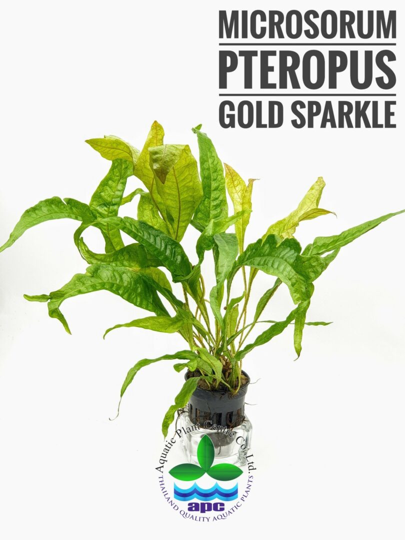 Microsorum pteropus gold sparkle