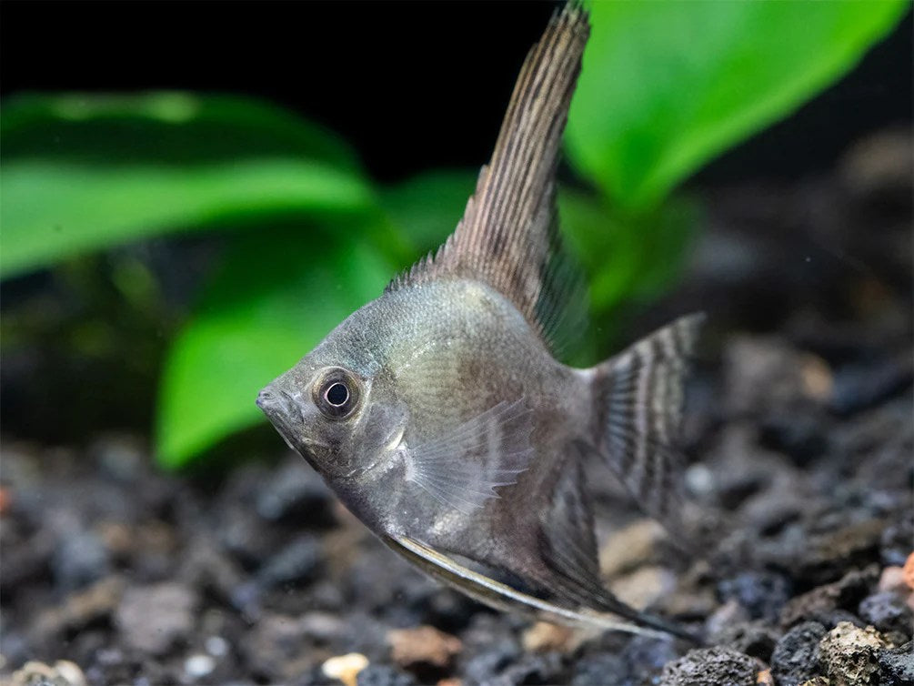 Philippines-Smokey-Angelfish-Small-_2