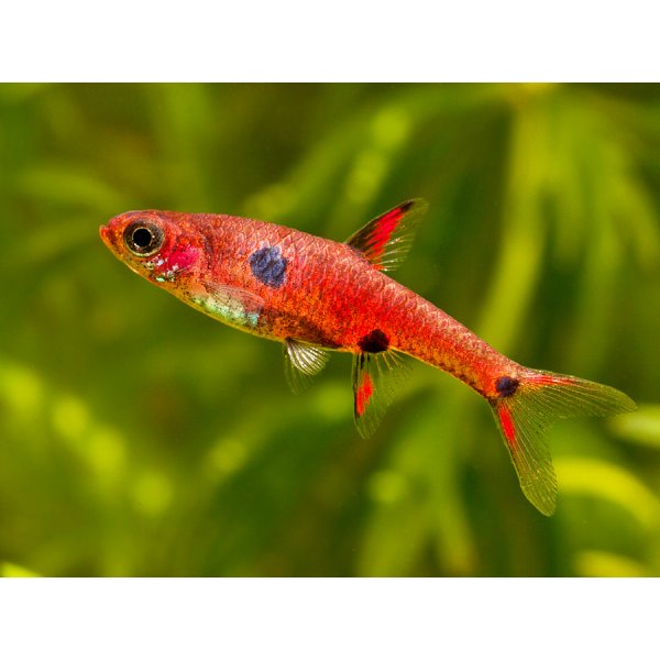 Rasbora-Maculata-Shrimplovers