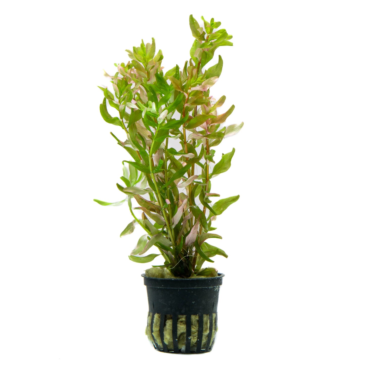 Rotala Macrandra Bangladesh - Potted