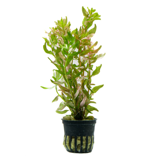 Rotala Macrandra Bangladesh - Potted