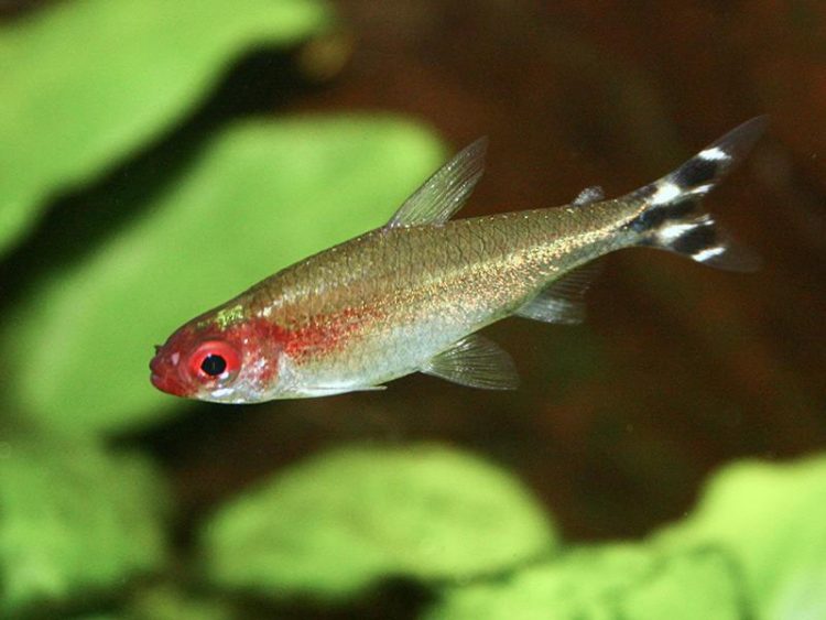 Rummynose-Tetras-750&#215;563