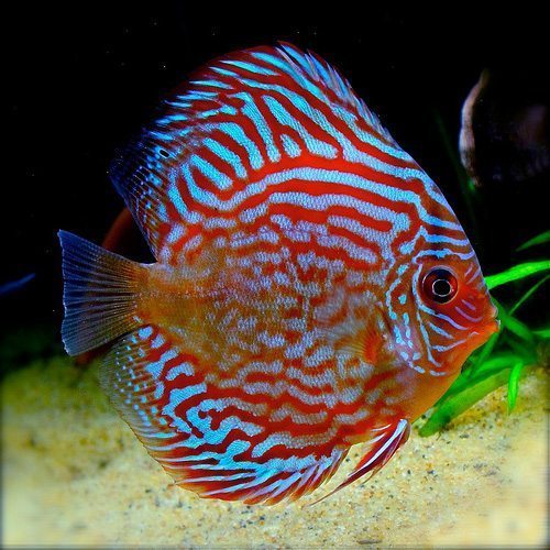 Super-Red-Turquoise-Discus-Fish