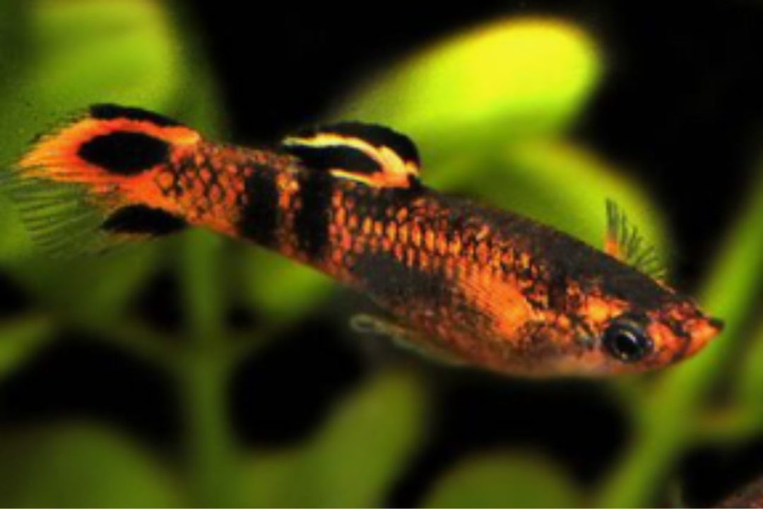 Swamp-guppy-fish