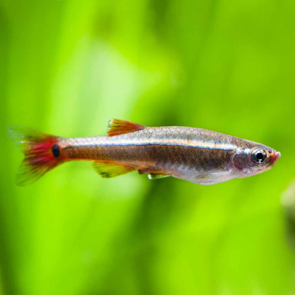 White-Cloud-Mountain-Minnow