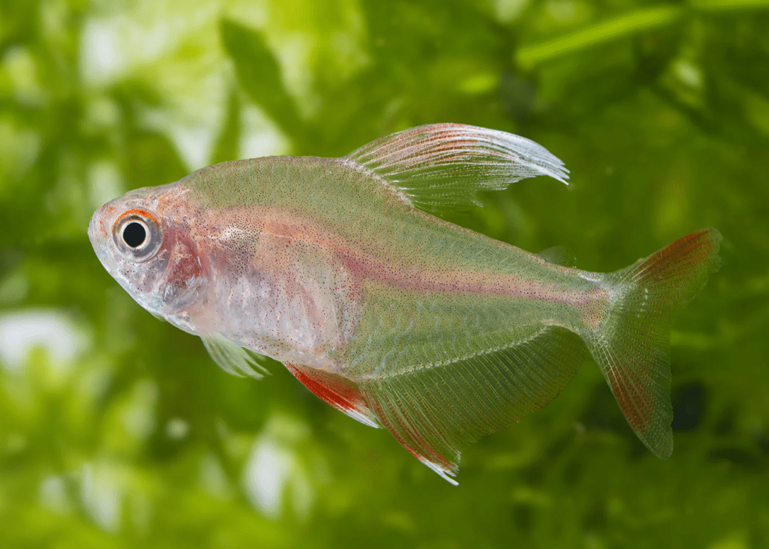 WhiteFinnedRosyTetra