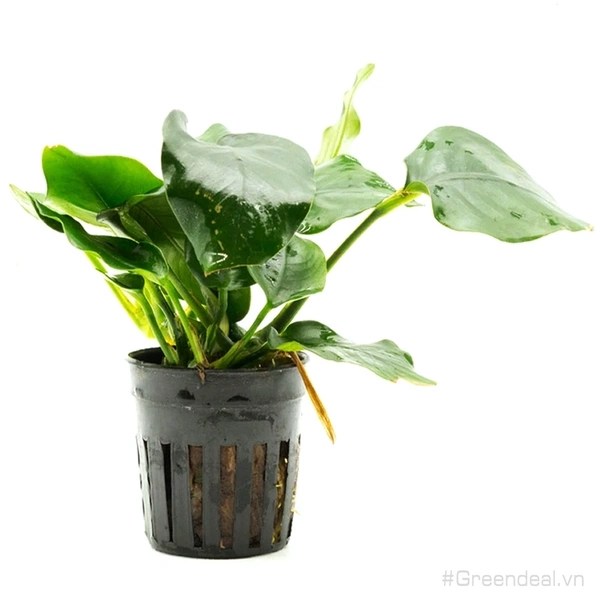 anubias-nana-thick-leaf