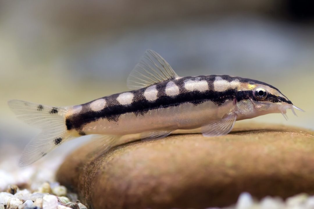 chain-loach3