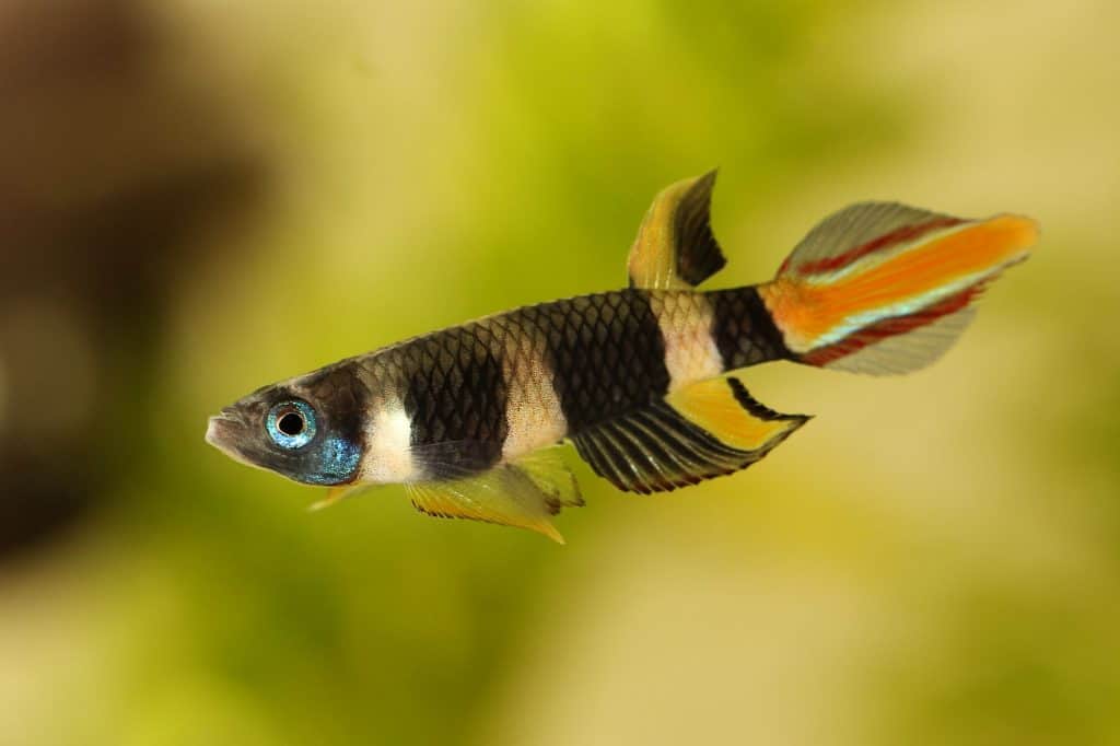 clown-killifish-1024&#215;682