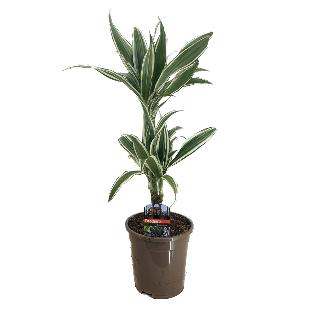 dracaena-dracaena-deremensis-white-stripe