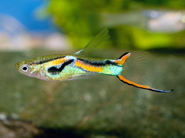 endler-guppy-fish