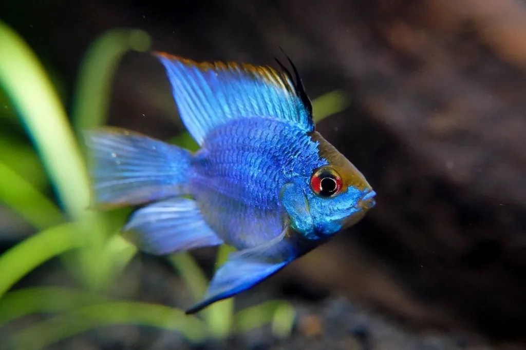 german-blue-ram-fish