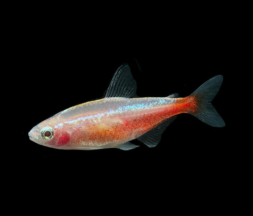 gold-cardinal-tetra