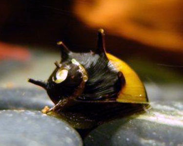 horned-nerite-snail