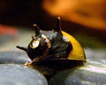 horned-nerite-snail