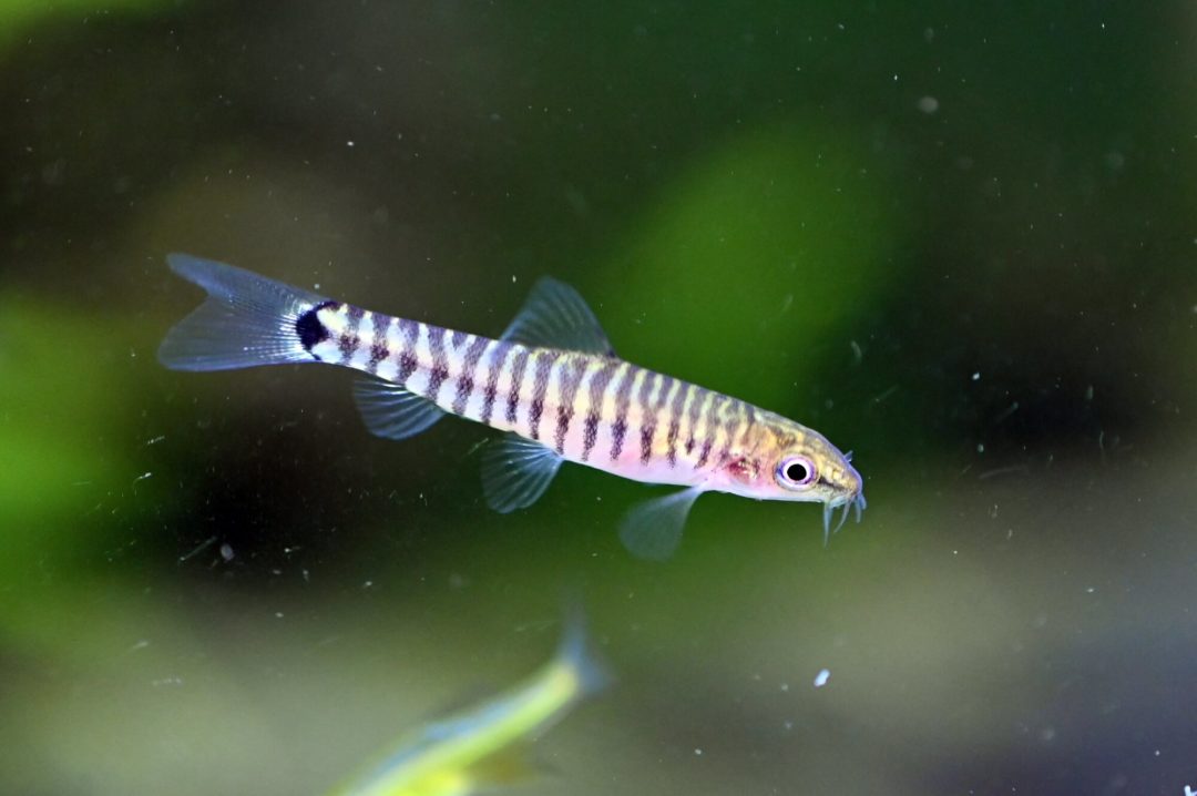 hovering-zebra-loach-4