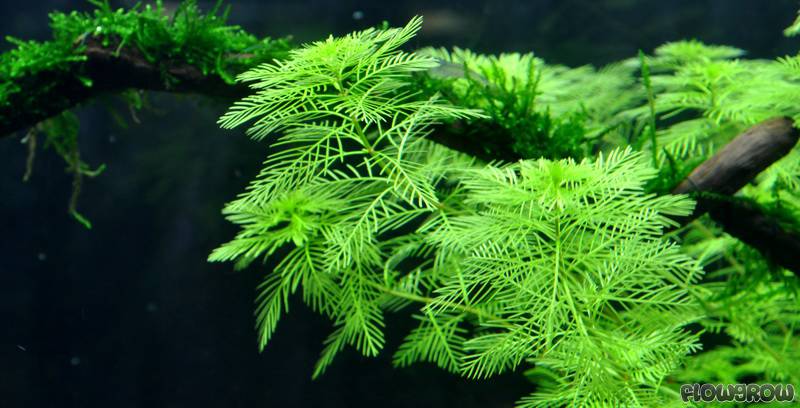 myriophyllum-mattogrossense-4f7a0201a7344