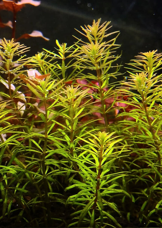 Rotala Macrandra Bangladesh - Potted