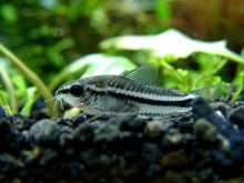 pygmy-corydoras-d8699fe1-0c46-44e2-97f3-f7ecb970461-resize-750