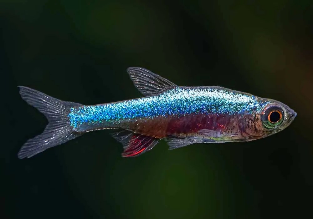 rasbora-azul-neon-sundadanio-axelrodi