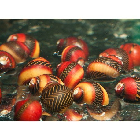 red-nerite-snail-vittina-waigiensis