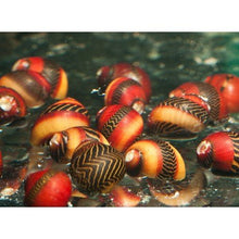 red-nerite-snail-vittina-waigiensis