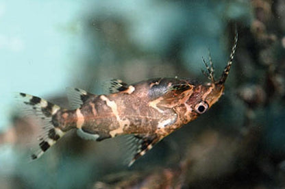 Synodontis nigriventris