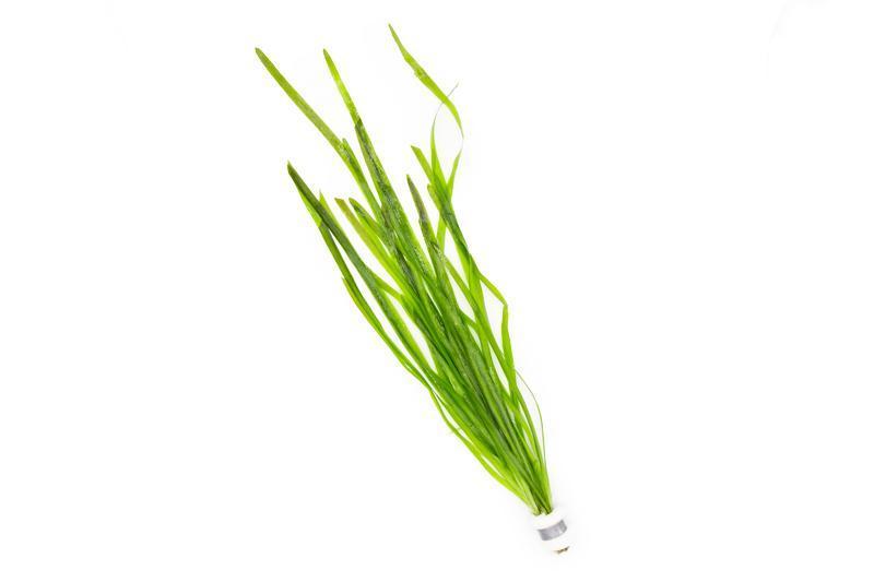 vallisneria-spiralis-11725830815825