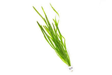 vallisneria-spiralis-11725830815825