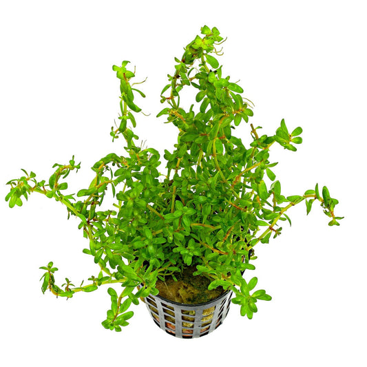 Rotala Rotundifolia Wayanad - Potted